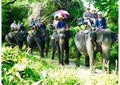 elephant treking